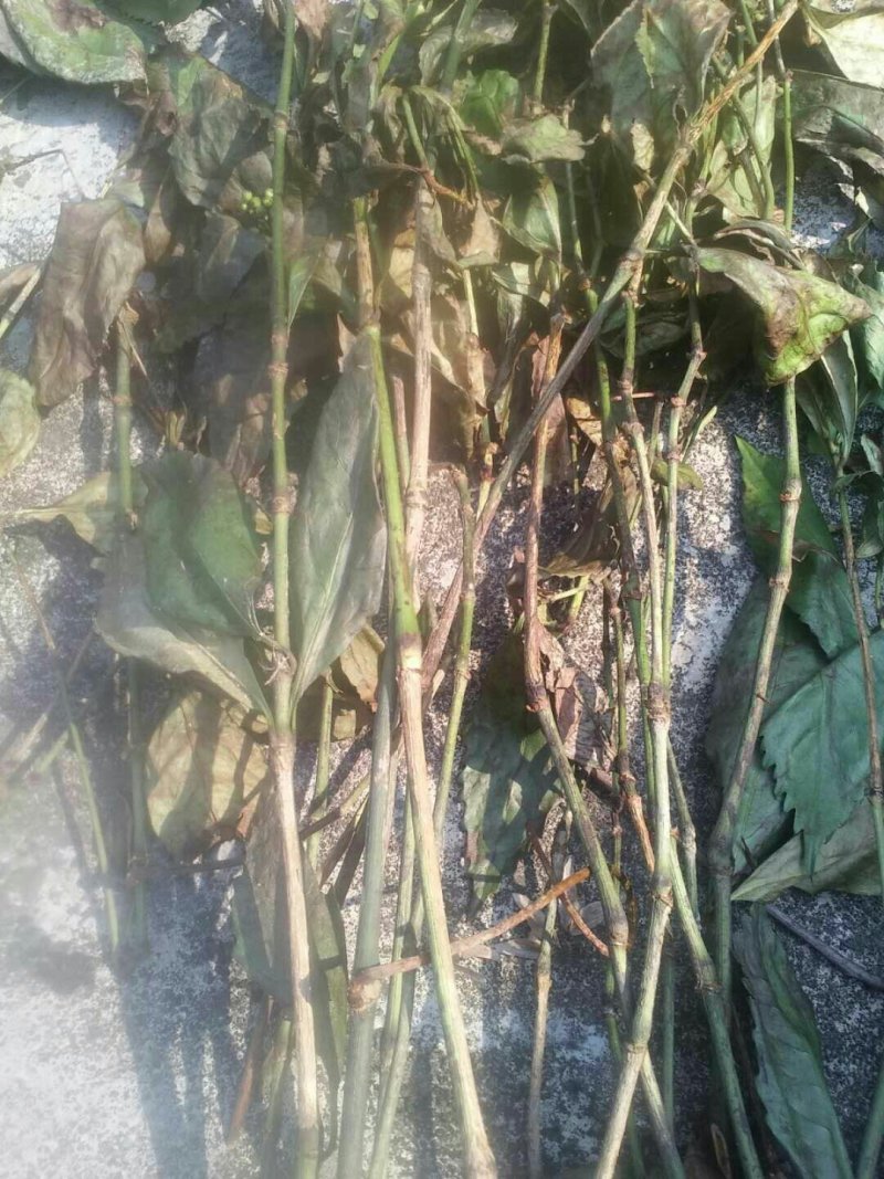 草珊瑚（九节风）