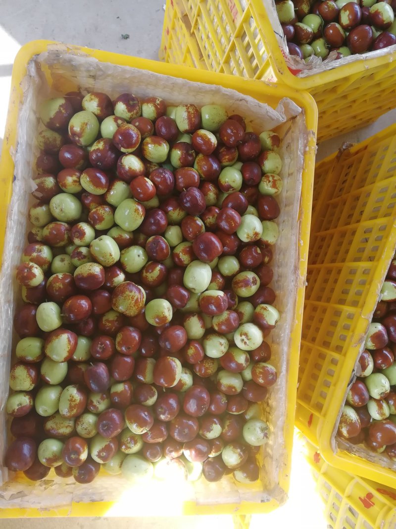 金秋时节也是收获的季节，靖远石鲜枣已上市，货源充足