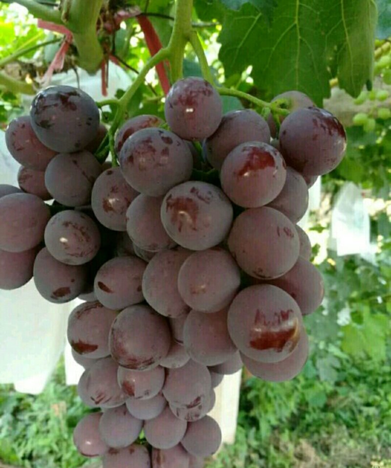 精品红提葡萄，甘肃玉门葡萄