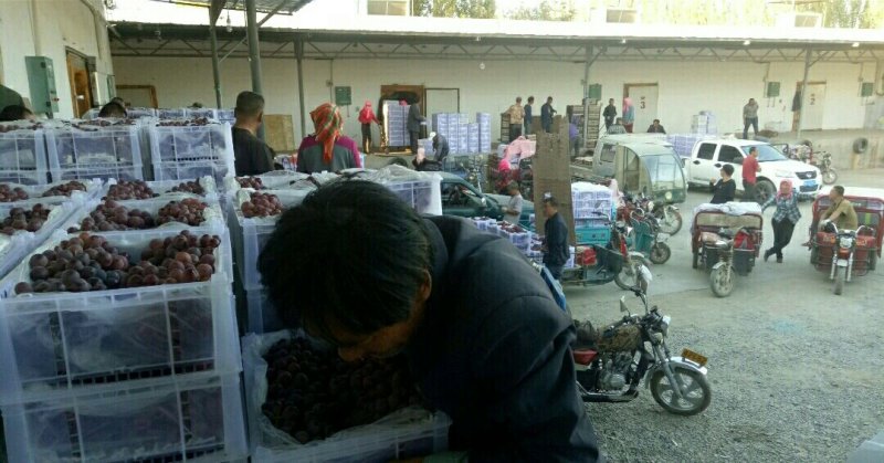 精品红提葡萄，甘肃玉门葡萄