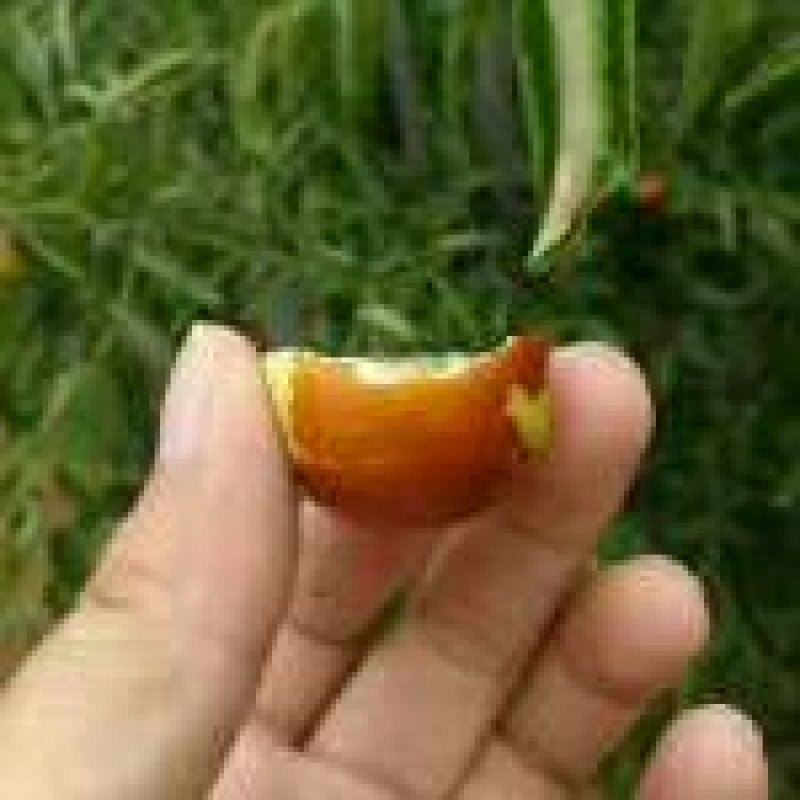 【精品冬枣】沾化冬枣产地直发大量上市欢迎咨询