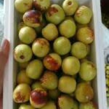 【精品冬枣】沾化冬枣产地直发大量上市欢迎咨询