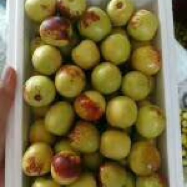 【精品冬枣】沾化冬枣产地直发大量上市欢迎咨询