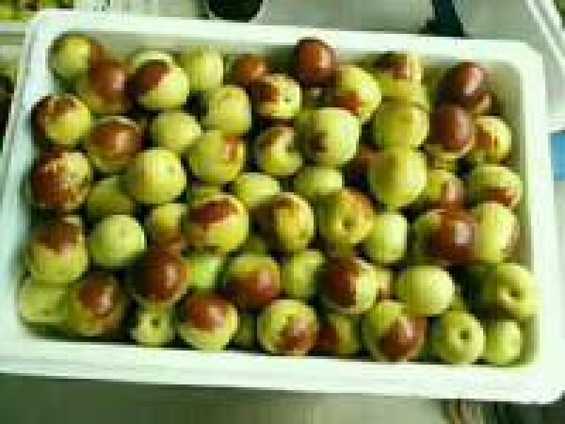 【精品冬枣】沾化冬枣产地直发大量上市欢迎咨询