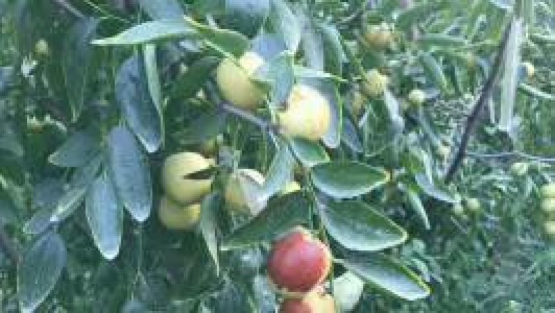【精品冬枣】沾化冬枣产地直发大量上市欢迎咨询