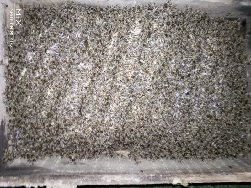 蜂蜜农家百药土蜂蜜