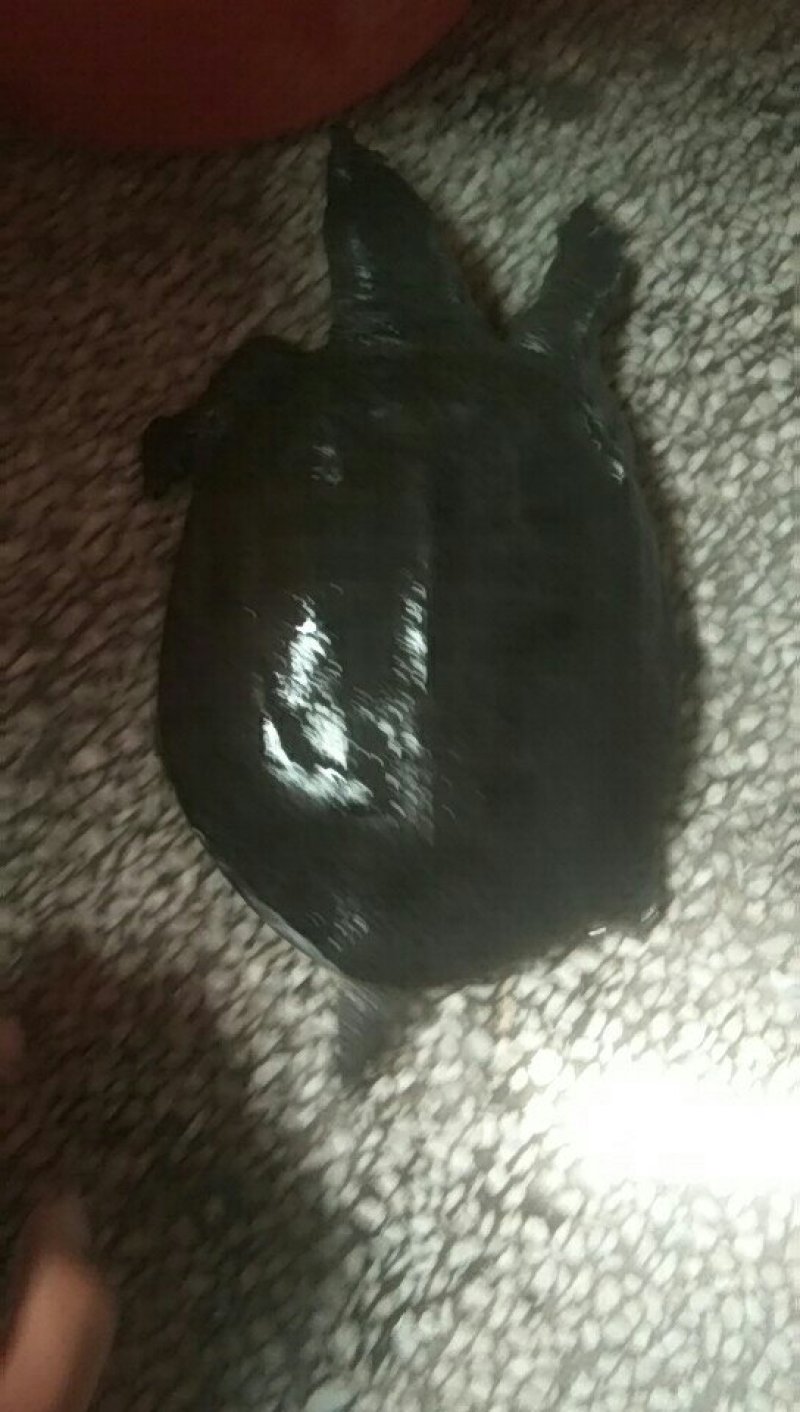 野生甲鱼