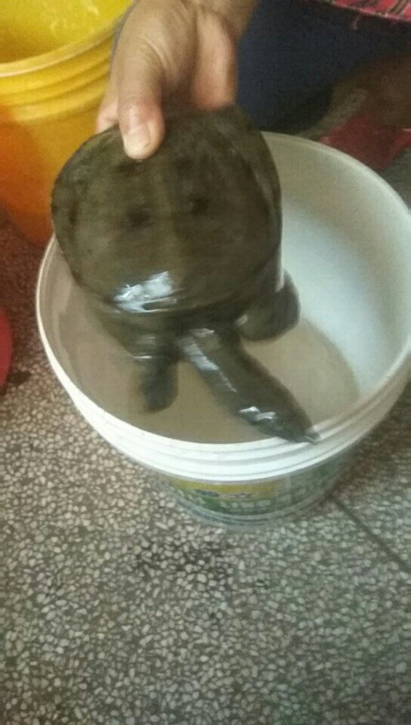 野生甲鱼