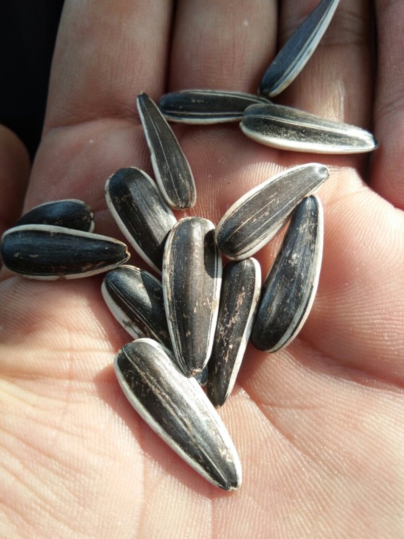 葵花籽601葵花籽批发甘肃瓜子批发葵花籽产地直销