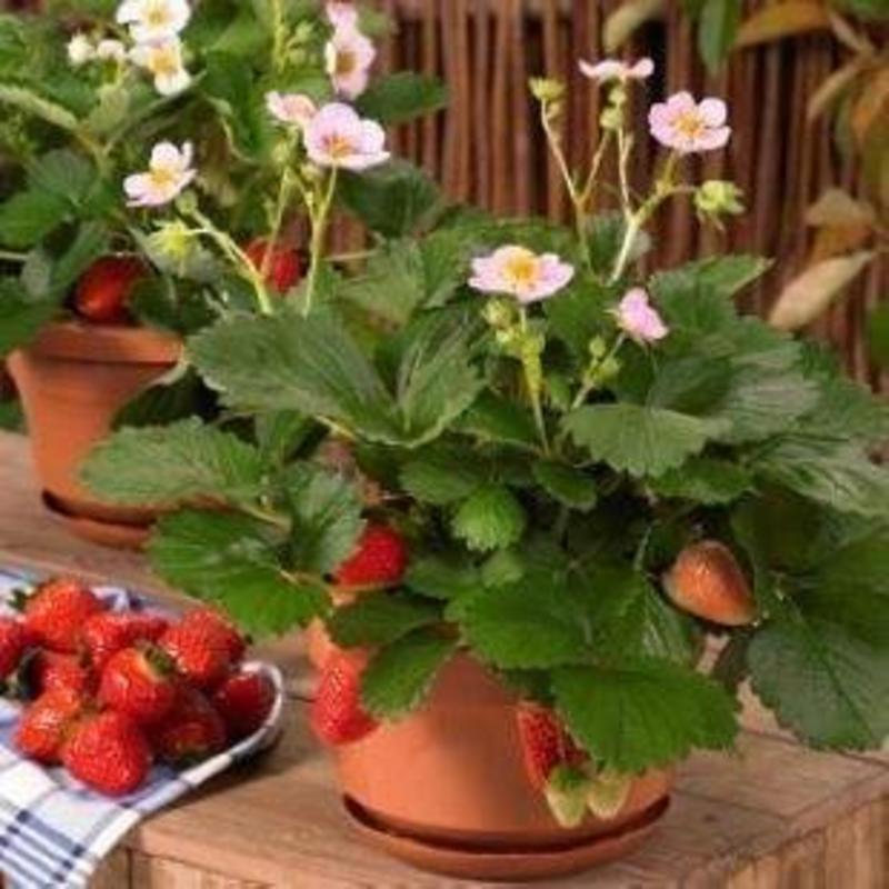 草莓苗，红颜草莓苗，奶油草莓苗