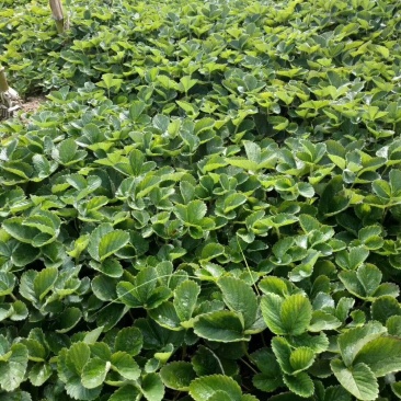 草莓苗，红颜草莓苗，奶油草莓苗