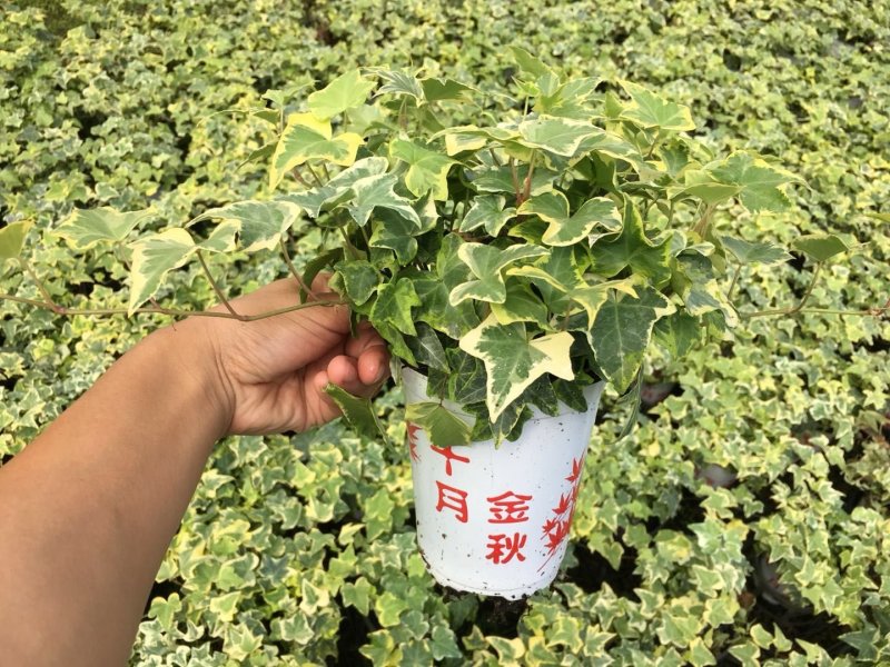 常春藤苗