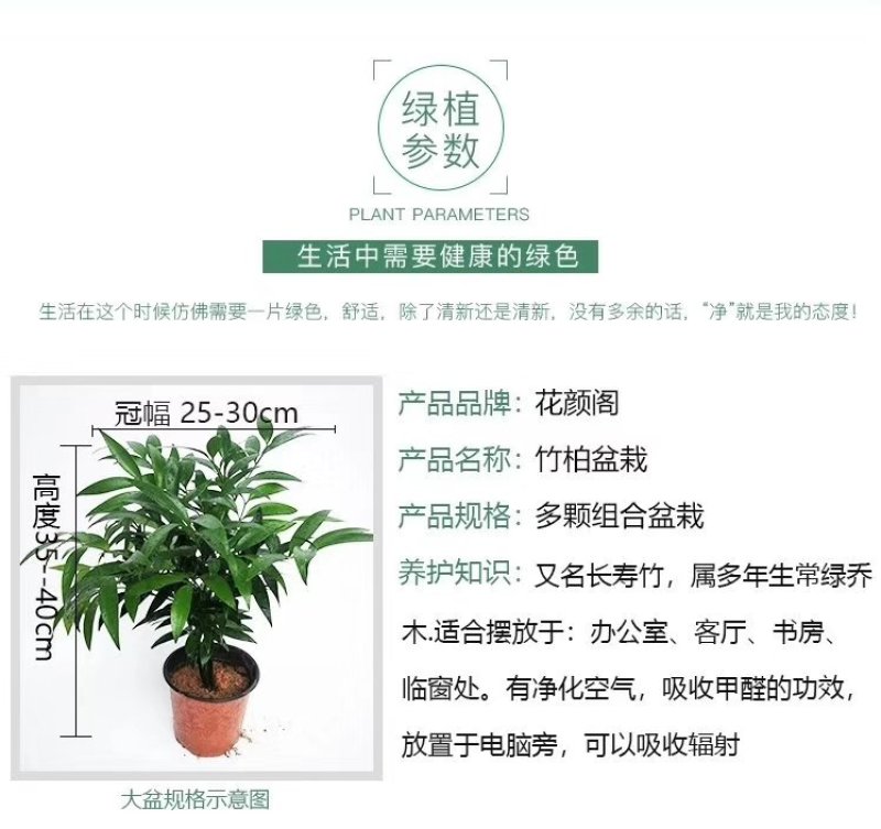 竹柏，净化空气，吸收甲醛，四季常绿，办公室，室内室外摆设