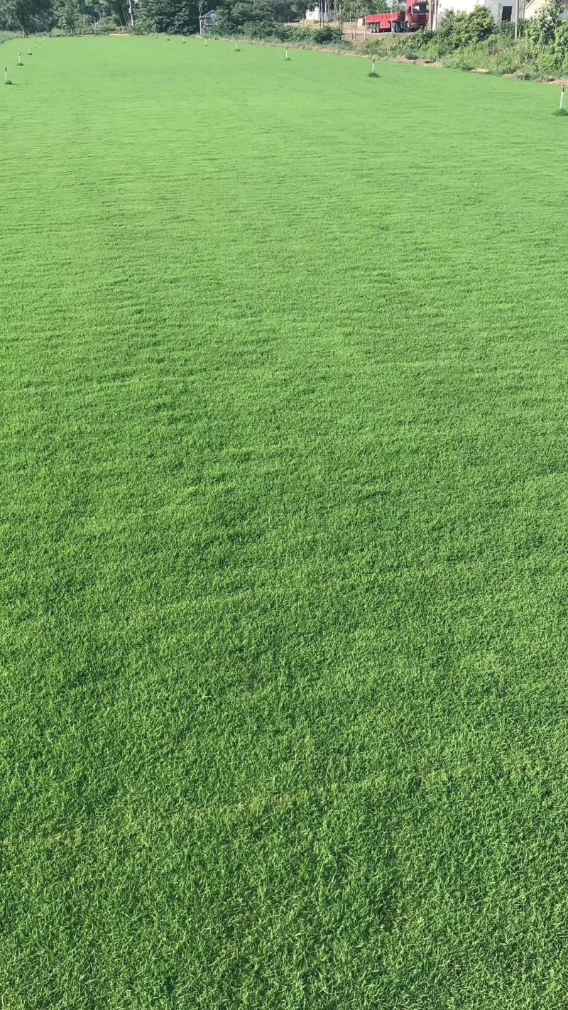 四季青，草坪块，草坪卷