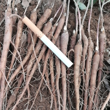 1年白芍苗，赤芍苗，芍药苗点5公分至1公分以上的。