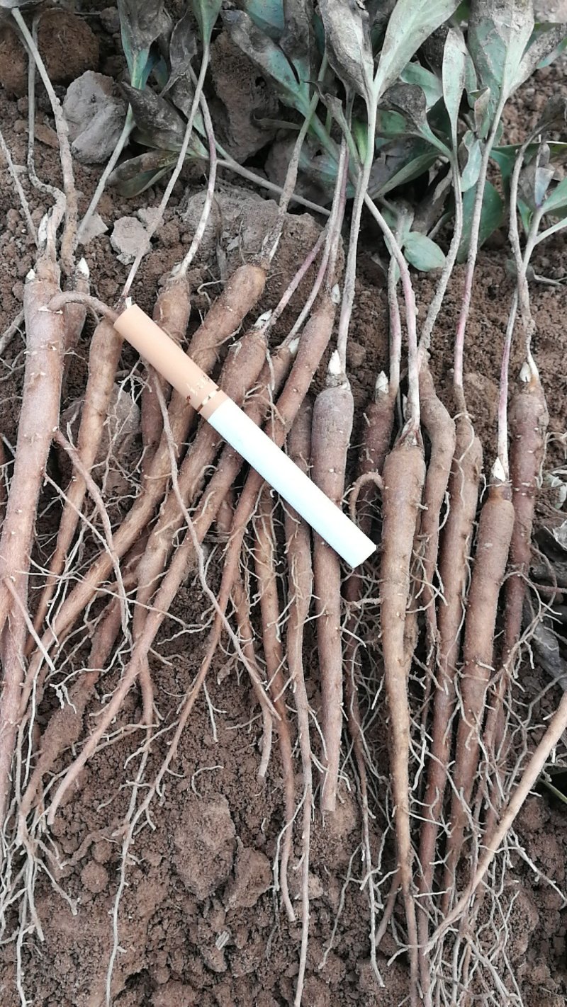1年白芍苗，赤芍苗，芍药苗点5公分至1公分以上的。