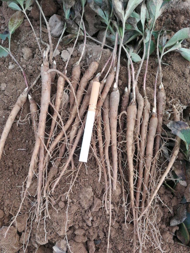 1年白芍苗，赤芍苗，芍药苗点5公分至1公分以上的。