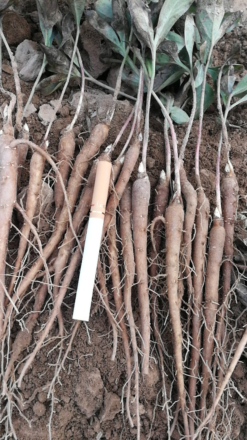 1年白芍苗，赤芍苗，芍药苗点5公分至1公分以上的。