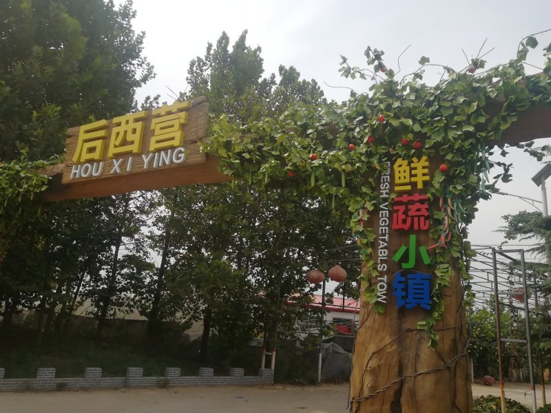 秋白菜