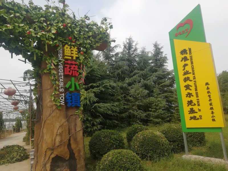 秋白菜