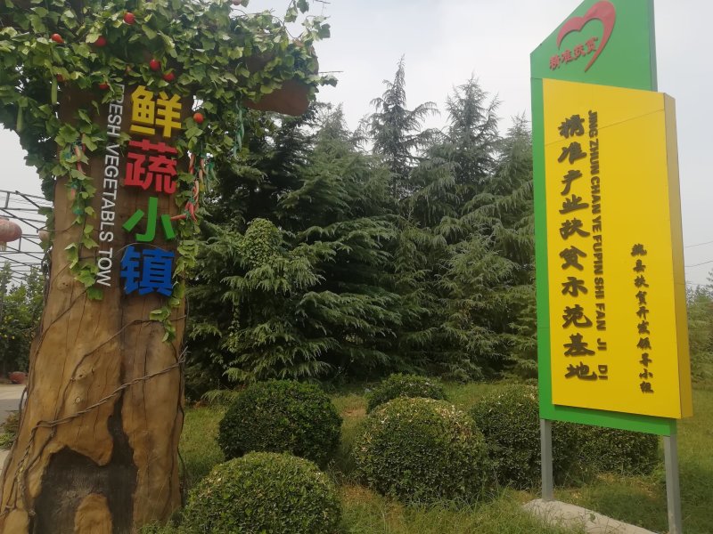 秋白菜