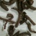 盘龙七