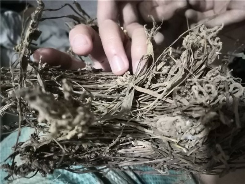 盘龙参