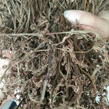 盘龙参