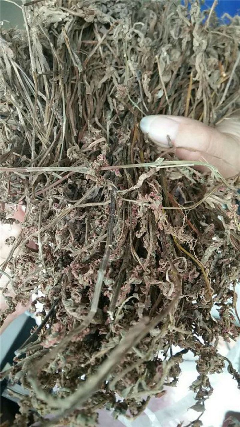 盘龙参