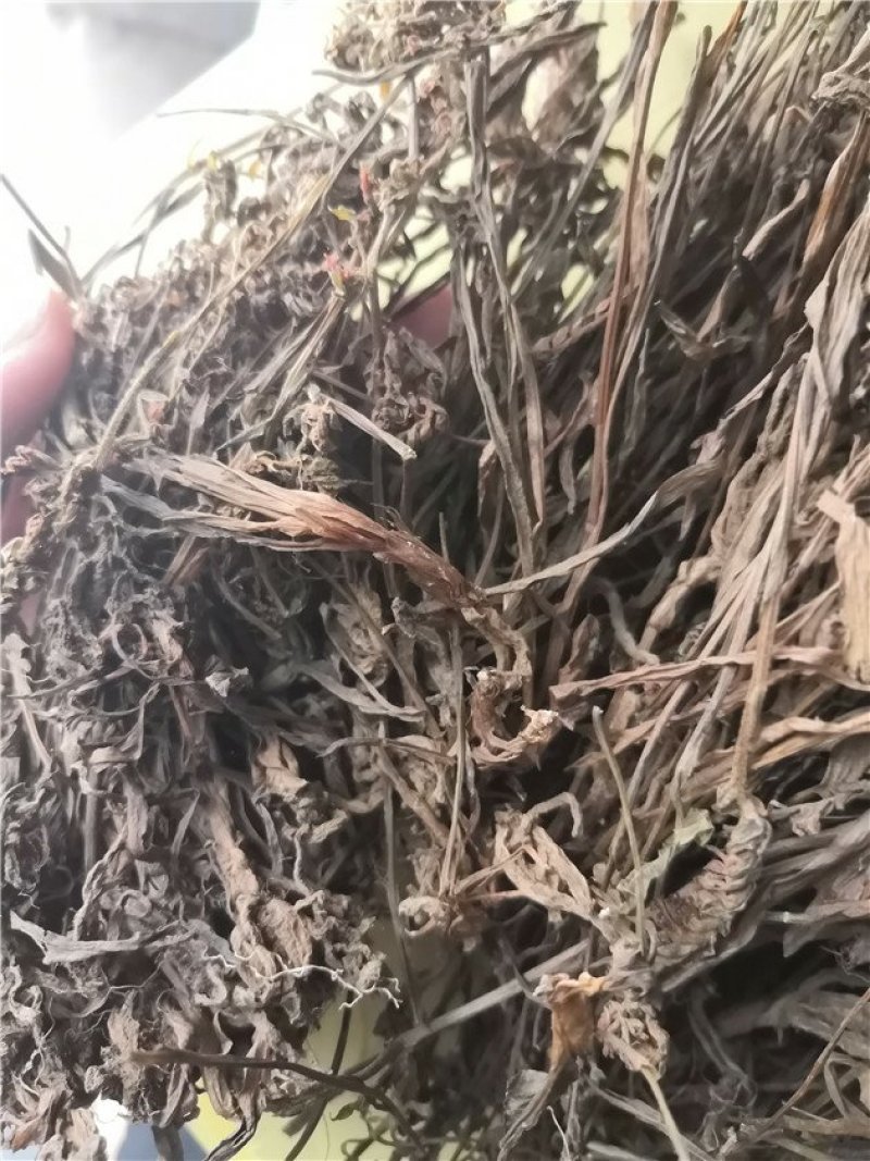 盘龙参