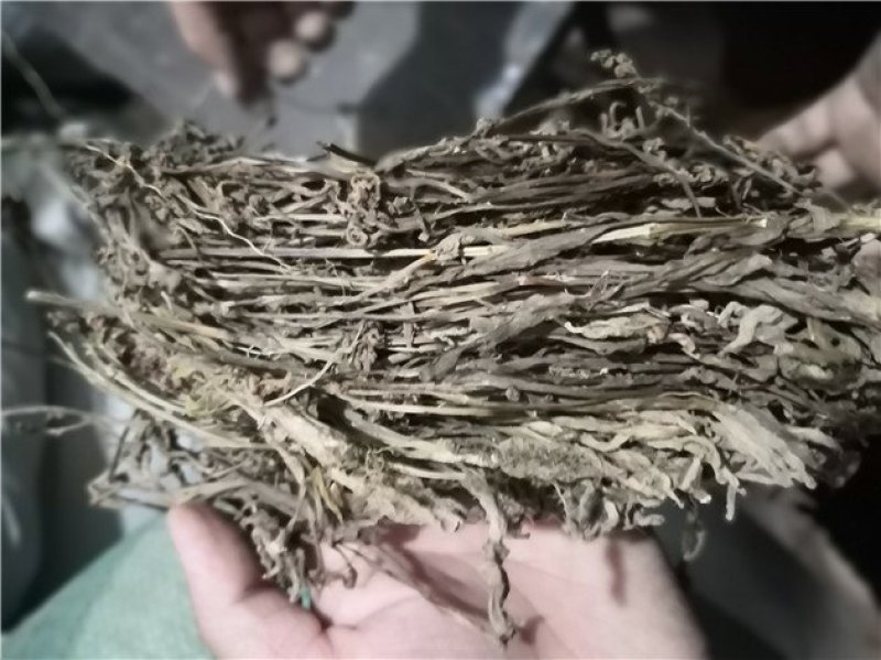 盘龙参