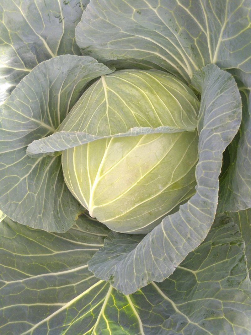 优质扁包菜，货源充足，奥奇娜目前为止作为南方市场的主打菜