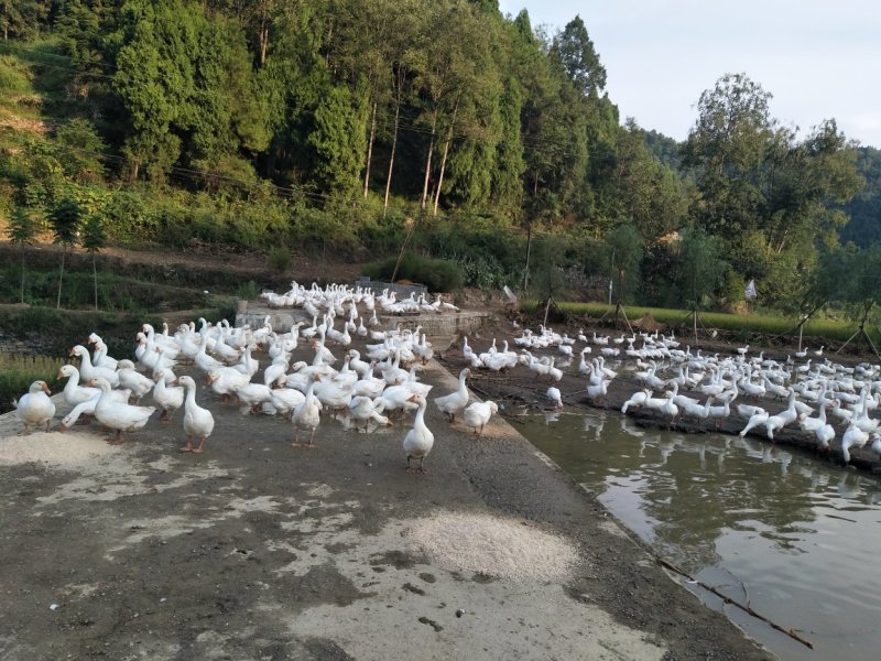 生态鹅
