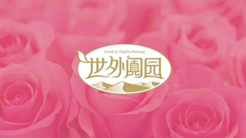 和田玫瑰花