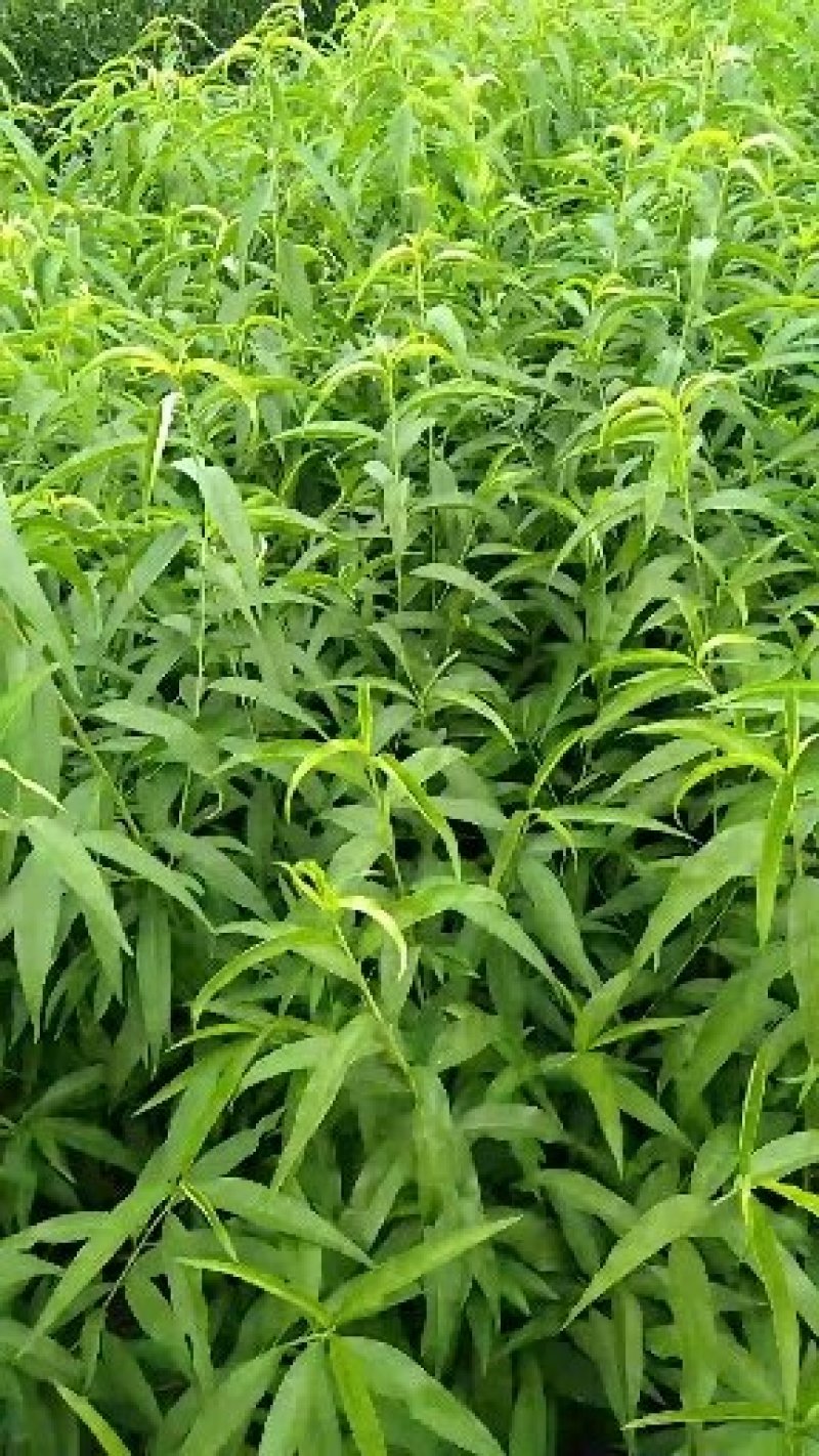 新川东岛桃树苗基地批发秋彤，金秋红蜜，