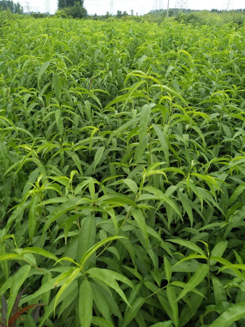 新川东岛桃树苗基地批发秋彤，金秋红蜜，