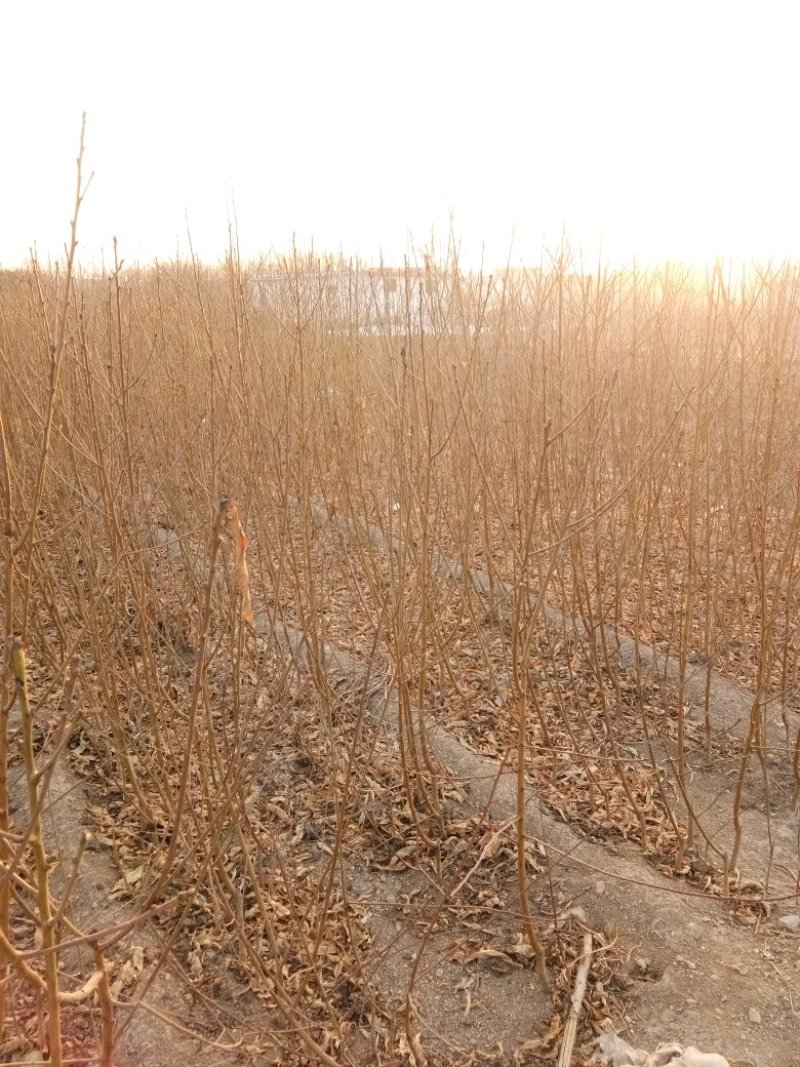 新川东岛桃树苗基地批发秋彤，金秋红蜜，