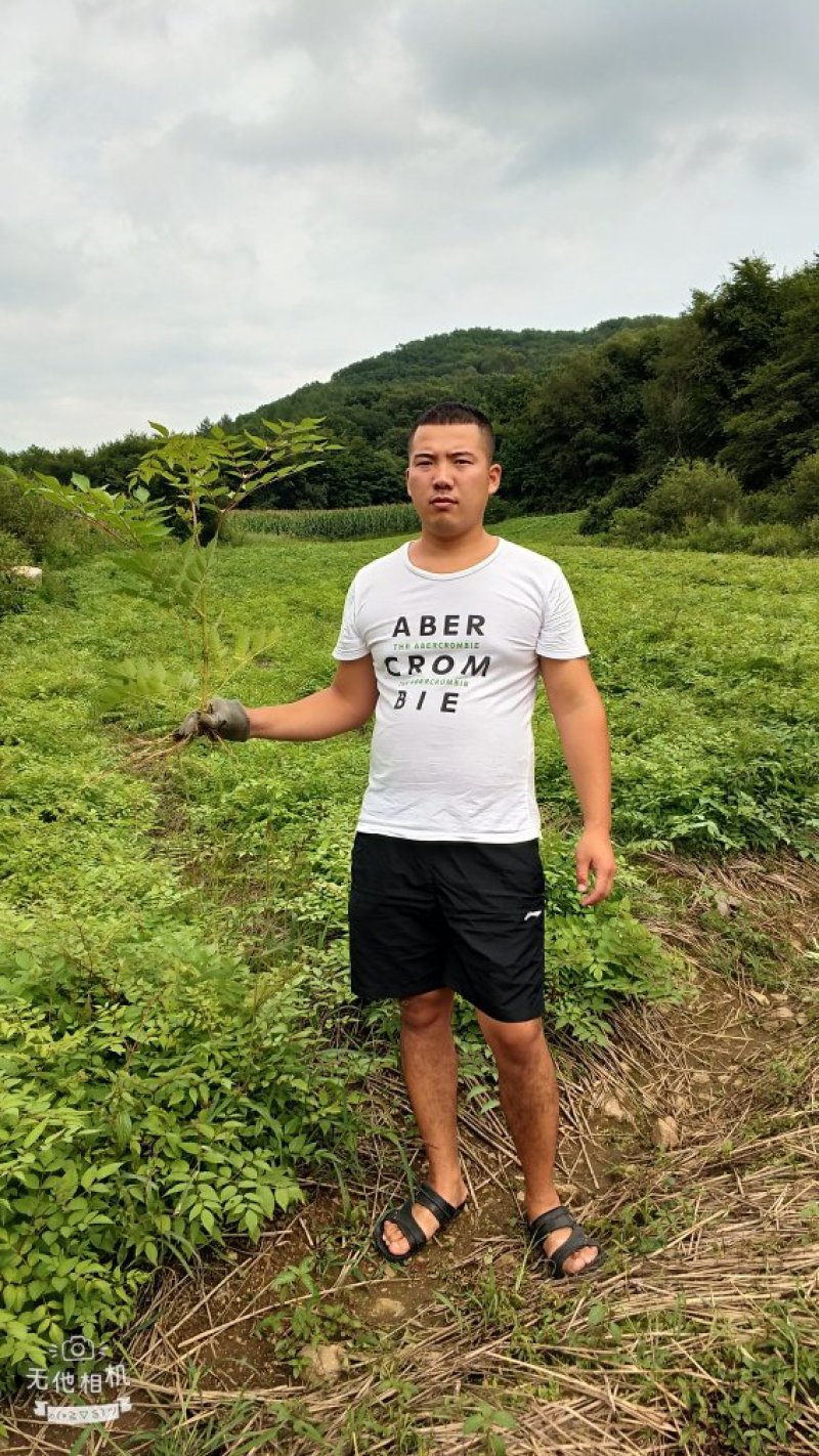 刺嫩芽苗辽宁刺嫩芽苗规格齐全放心苗提供技术