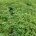 刺嫩芽苗辽宁刺嫩芽苗规格齐全放心苗提供技术