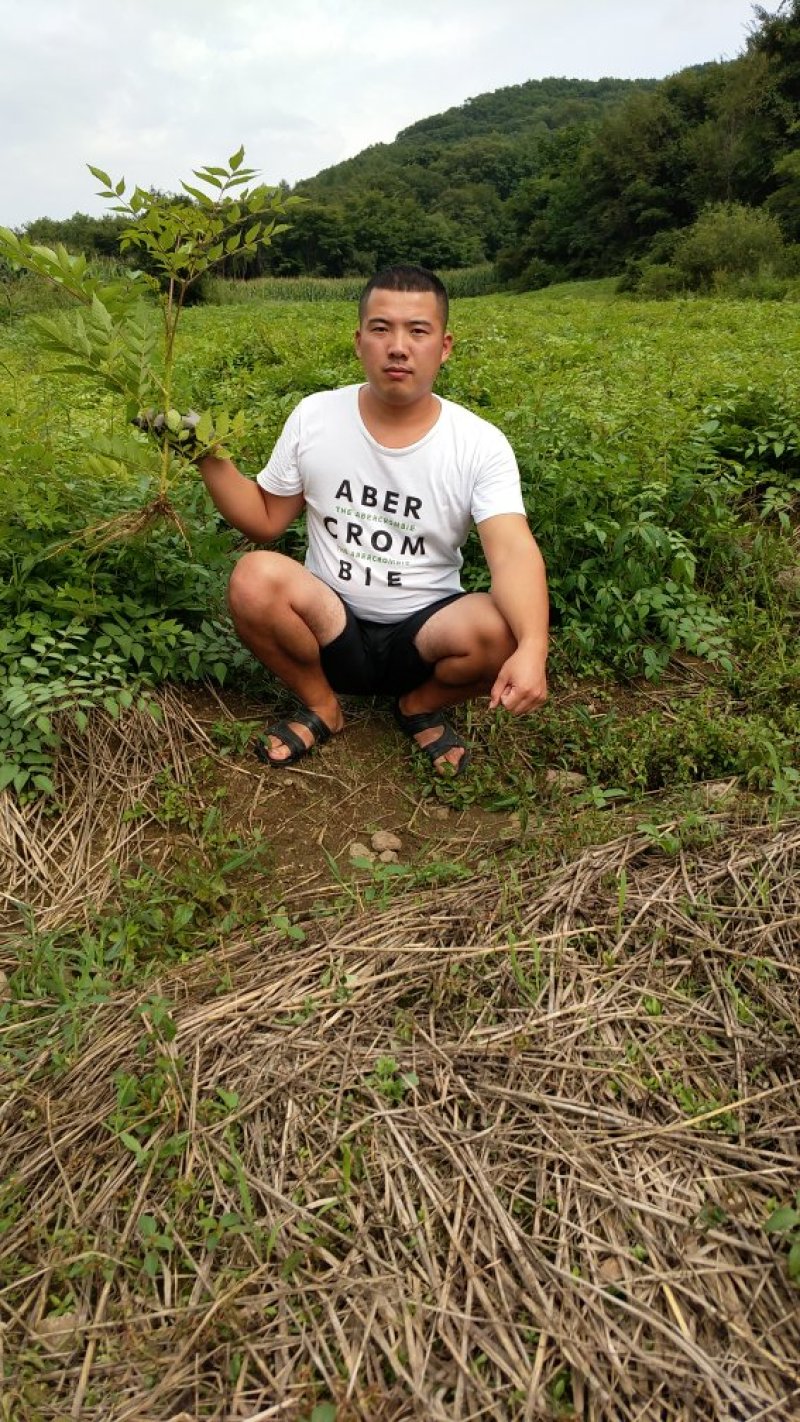刺嫩芽苗辽宁刺嫩芽苗规格齐全放心苗提供技术