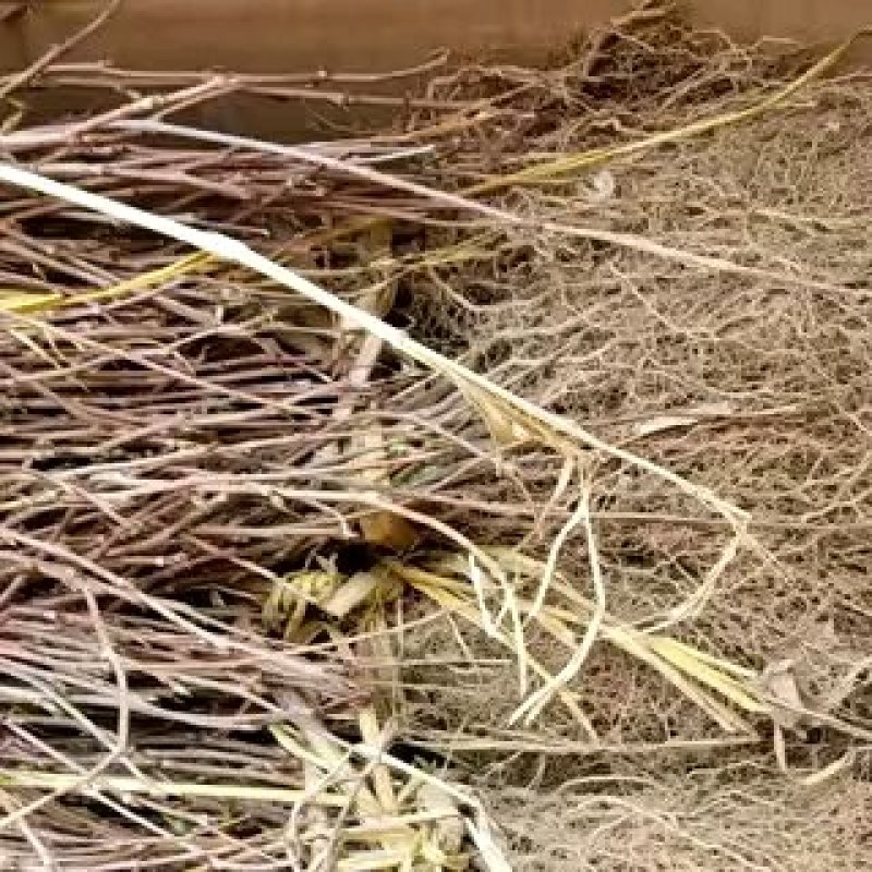 五味子苗五味子2年苗苗圃直供品质保证提供技术