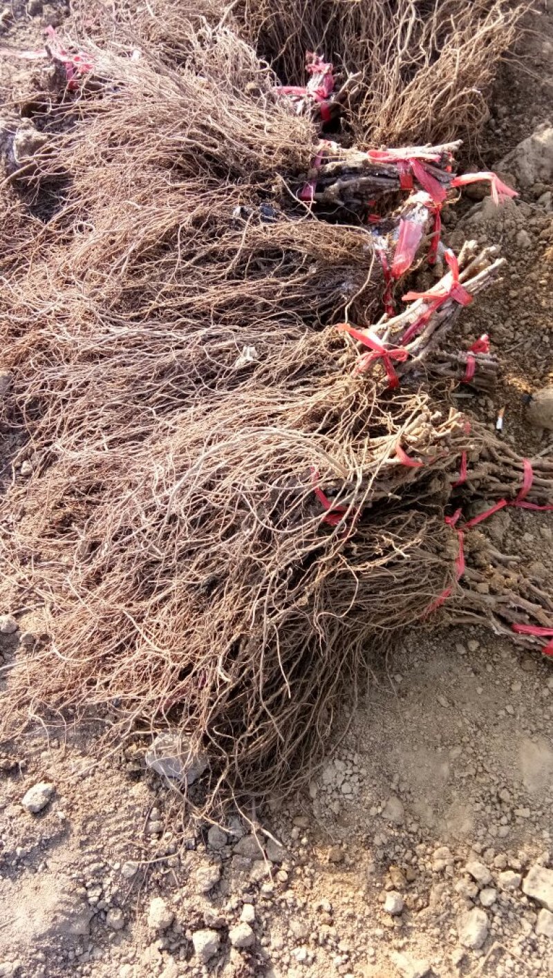 葡萄苗浪漫红颜质量纯度成活率有保证假一赔十免费技术指导
