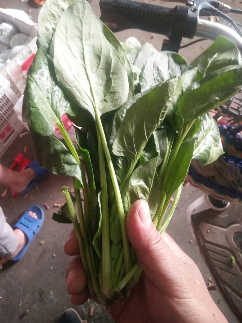 精品河北菠菜全国发货基地直销货源充足可视频看货量大从优