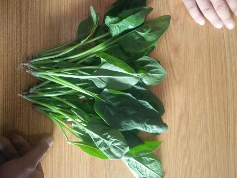 精品河北菠菜全国发货基地直销货源充足可视频看货量大从优