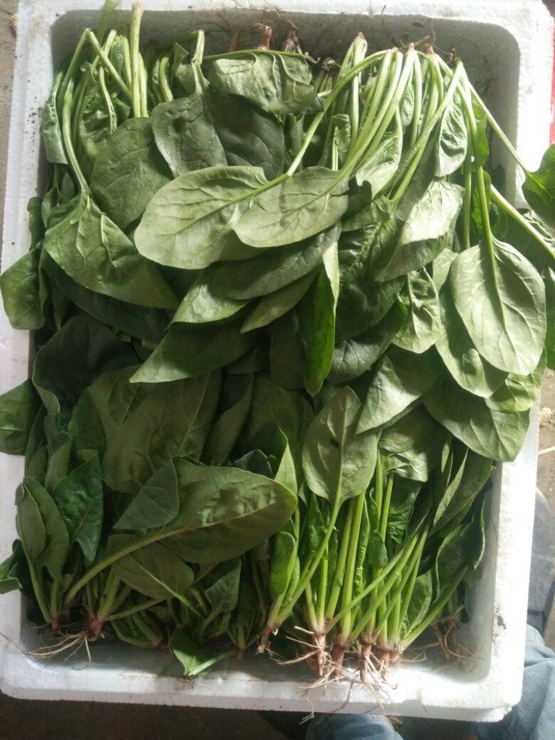精品河北菠菜全国发货基地直销货源充足可视频看货量大从优