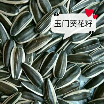 葵花籽601葵花籽批发甘肃瓜子批发葵花籽产地直销