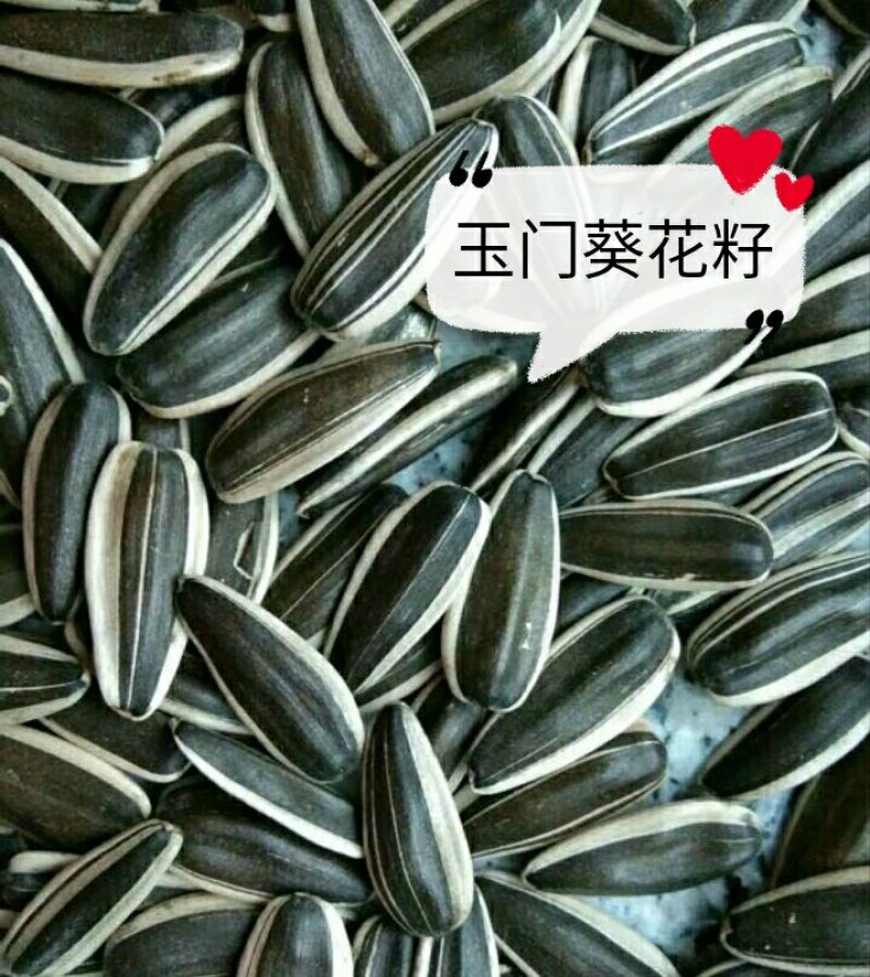 葵花籽601葵花籽批发甘肃瓜子批发葵花籽产地直销