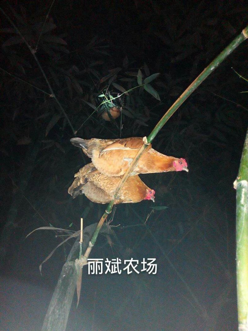 土鸡放养