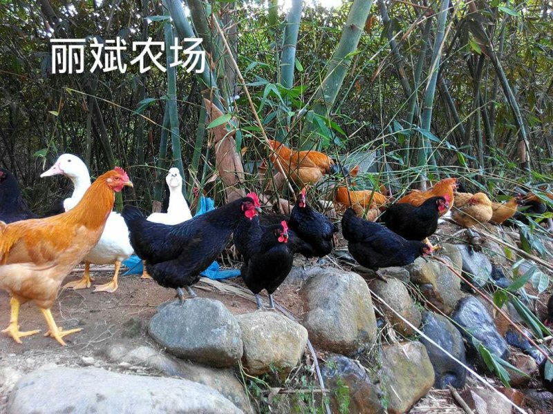 土鸡放养