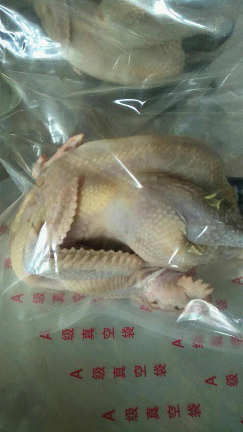 土鸡放养
